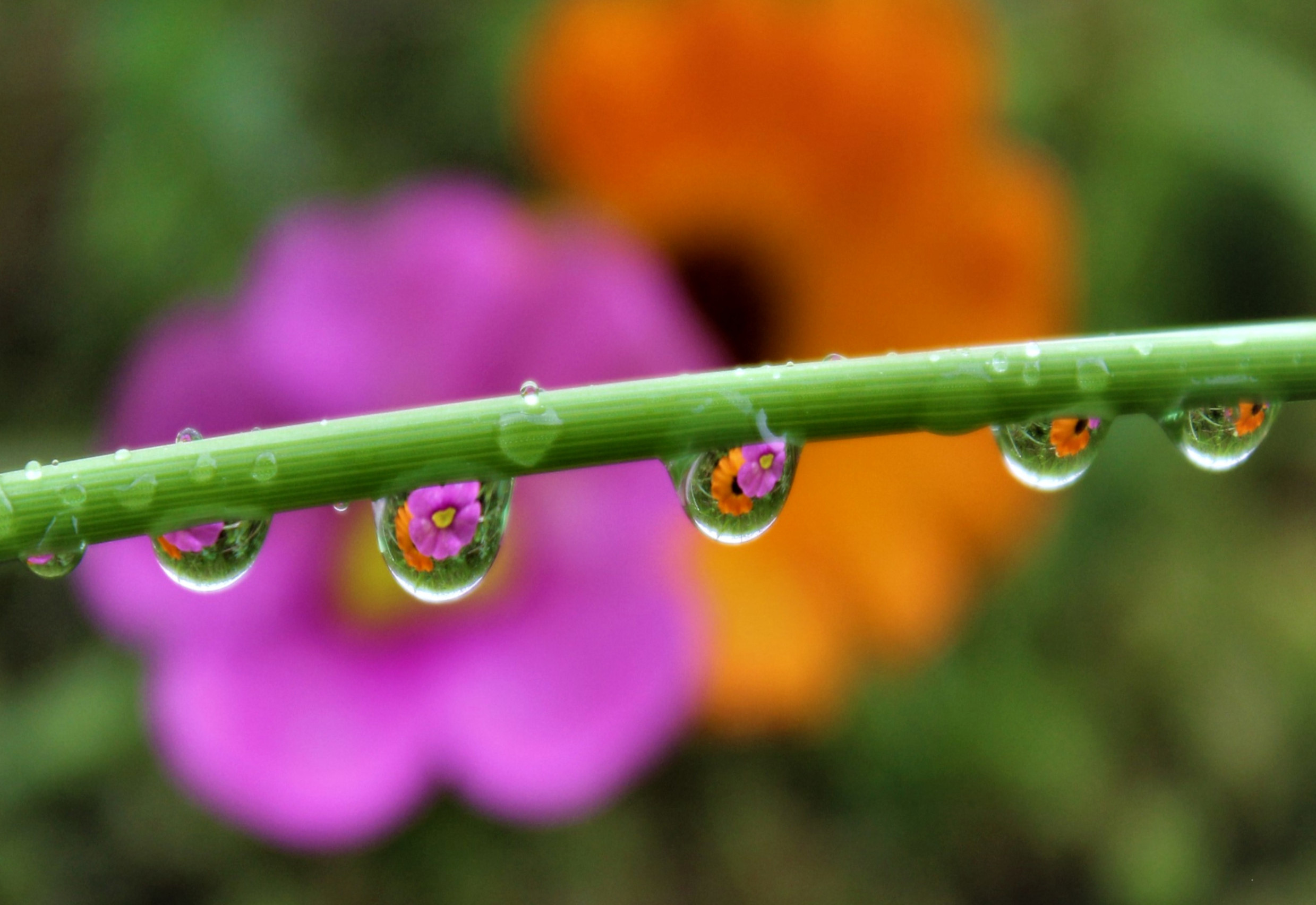 Pioggia tra i fiori. di yuna57