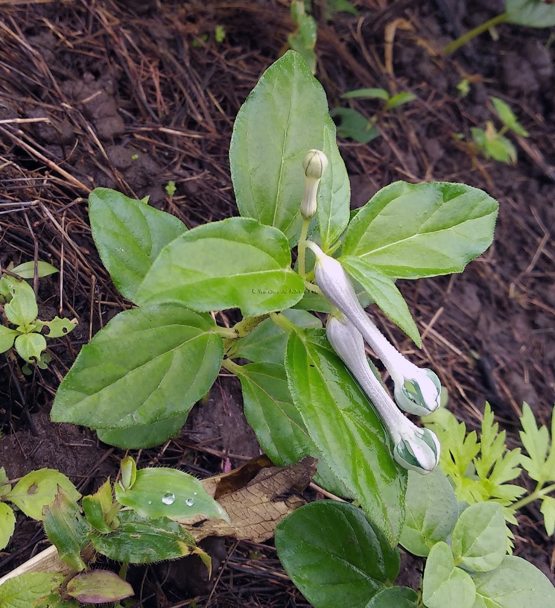 Ceropegia sp.