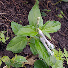 Ceropegia sp.