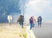 CONDITION STABLE: Horses are taken to safer ground in Tokai after fire swept through farms and smallholdings in the area