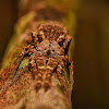 Litter Crab Spider