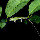 Borneo Anglehead Lizard