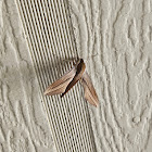 Tersa Sphinx Moth