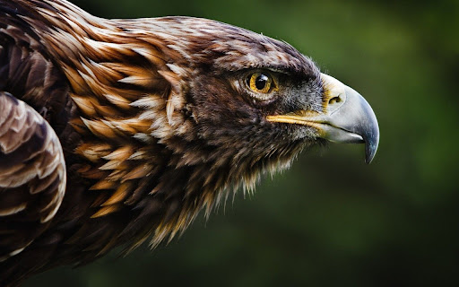 Majestic Eagle Gazing Into the Distance with screenshot 2
