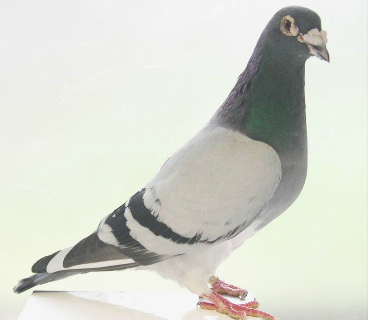 The NSPCA says 1,548 pigeons were liberated on February 1 in the Northern Cape and expected to return to the Sasolburg loft, about 600km away. To date, only 675 pigeons had returned to the loft.