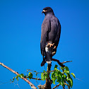 Snail kite -sp gavilán