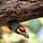 Coppersmith Barbet (तांबट ) with nest