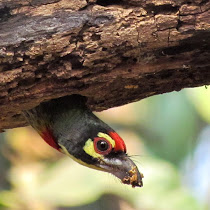 Biodiversity of Maharashtra & Goa , India