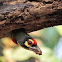 Coppersmith Barbet (तांबट ) with nest