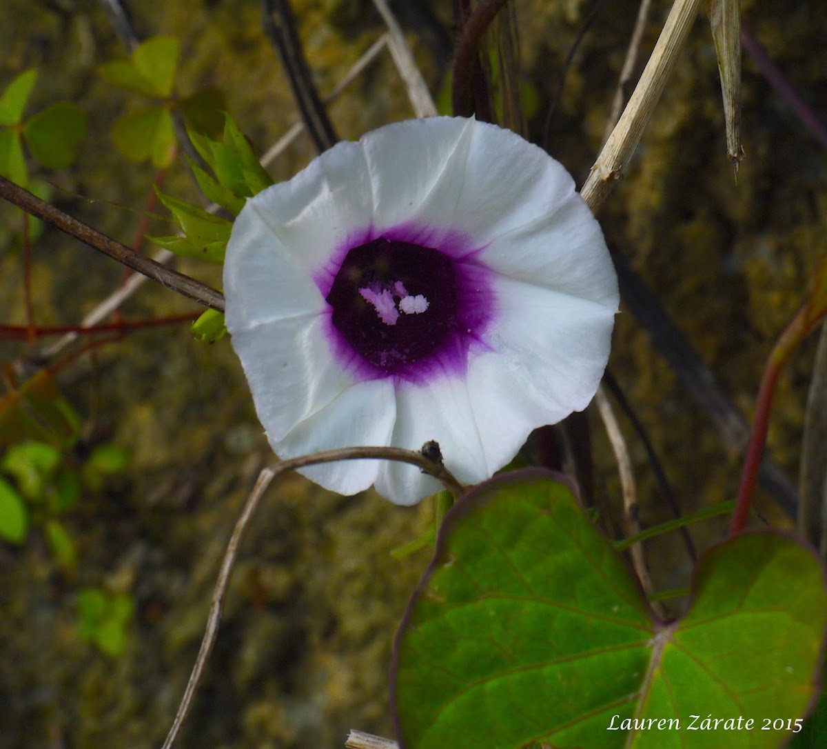 Morning Glory