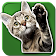 WAStickerApps Cats icon