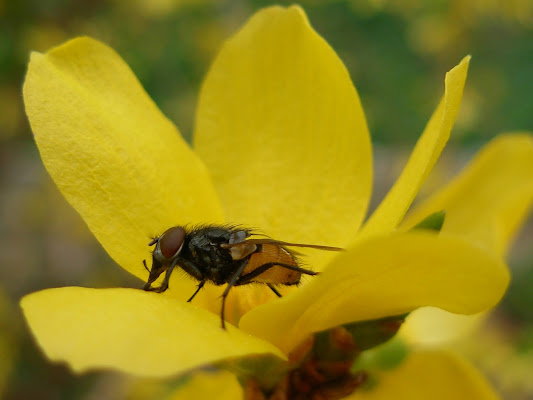 moscerino su fiore giallo di tratte