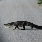 American Alligator