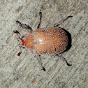 Hairy Christmas Beetle