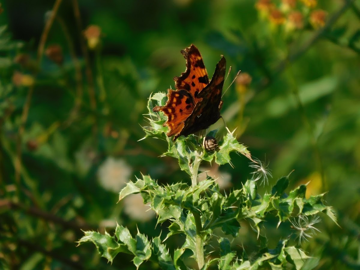 Comma Butterfly