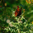 Comma Butterfly