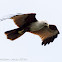 Brahminy Kite