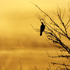 Band-tailed pigeon