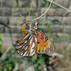 Gulf fritillary