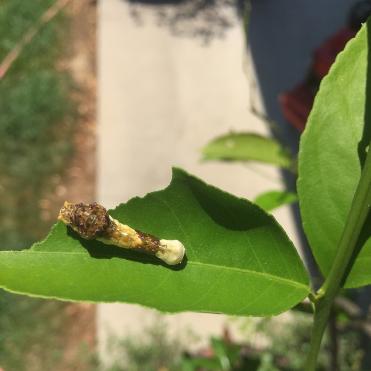 Eastern Giant swallowtail caterpillar