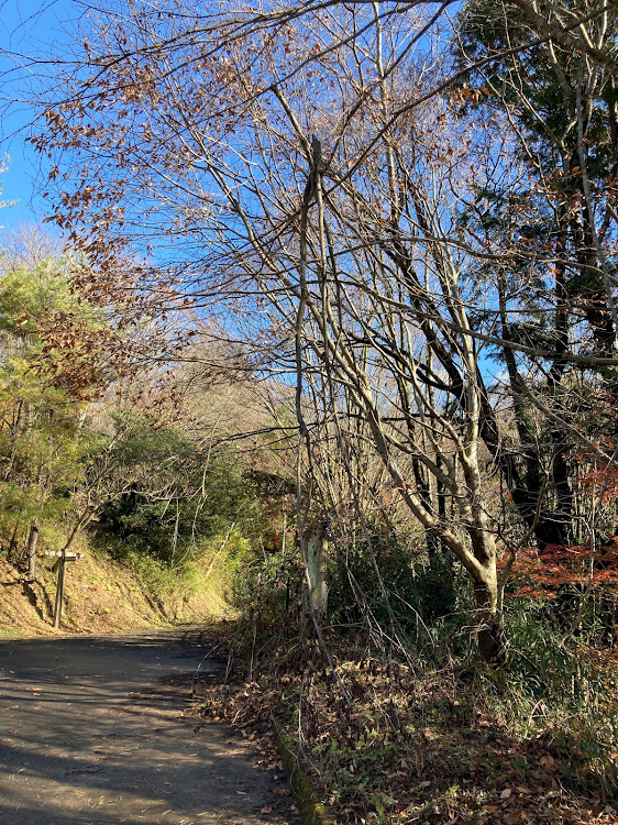 シビックフェリオの景色・風情・紅葉・苔・朝日峠に関するカスタム事例の投稿画像10枚目