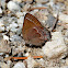 Johnson's Hairstreak