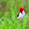 cardeal-da-amazônia (Red-capped Cardinal)