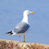 Yellow-legged Gull