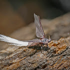 Bird of Paradise Fly