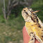 Texas horned lizard