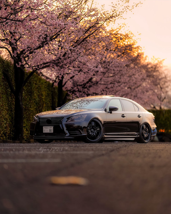 LSの桜・寒桜・安行桜・105mmf1.4・朝日に関するカスタム事例の投稿画像1枚目