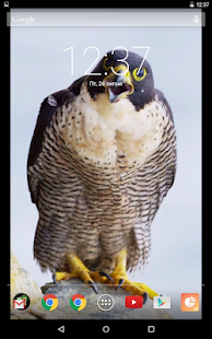 Wild Eagle Live Wallpaper(圖2)-速報App