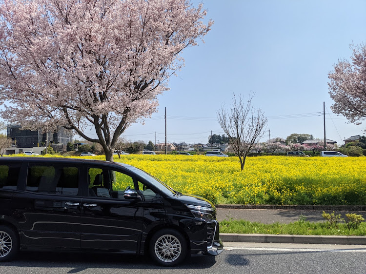ヴォクシーのヴォクシー80後期ハイブリッド・煌Ⅲ・菜の花と愛車・桜と愛車に関するカスタム事例の投稿画像1枚目