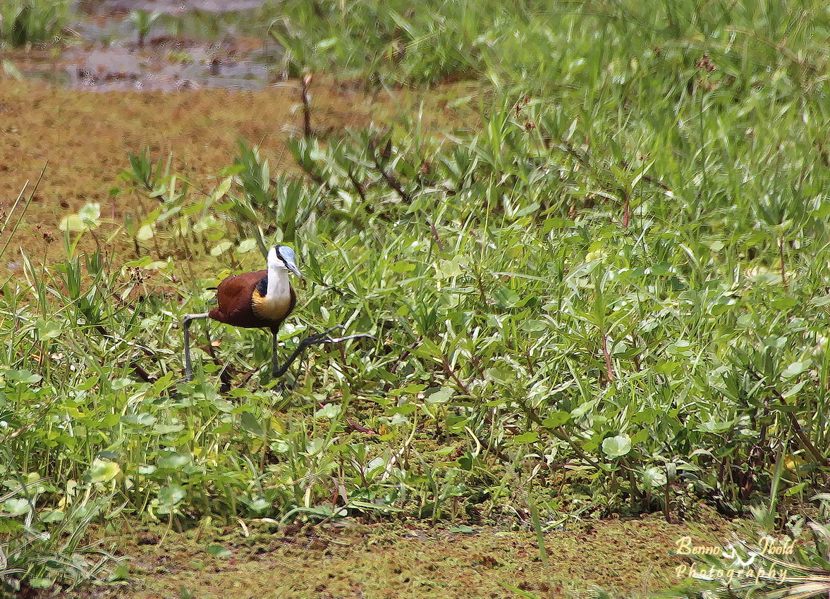 African jacana