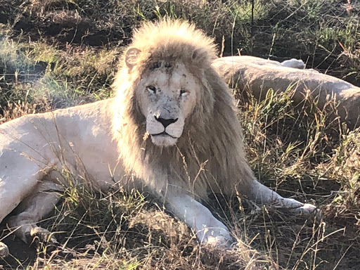 New & Improved Lions Park South Africa 2018