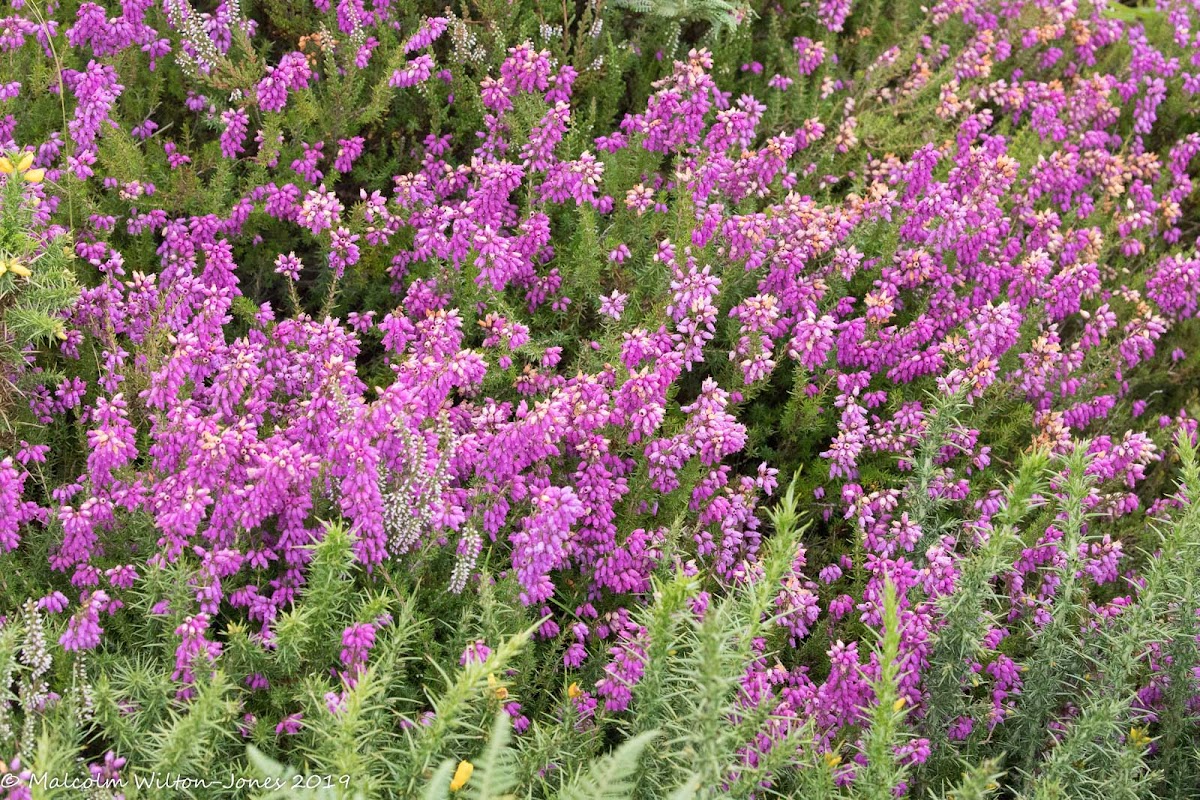 Pink flowers