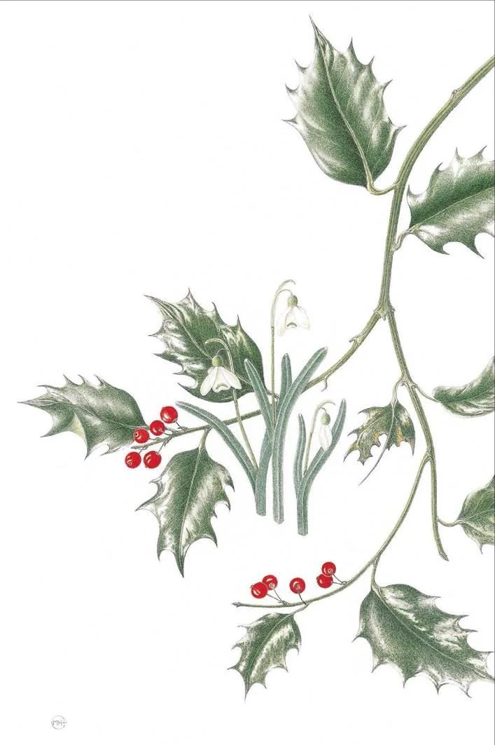 D:\0 wd yedek\acr yedek\1 film indirme\botanicheskaya_illyustraciya2_files\image215.jpg