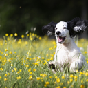 Black-eared dog