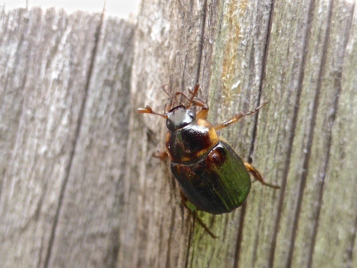 Shining Leaf Chafer