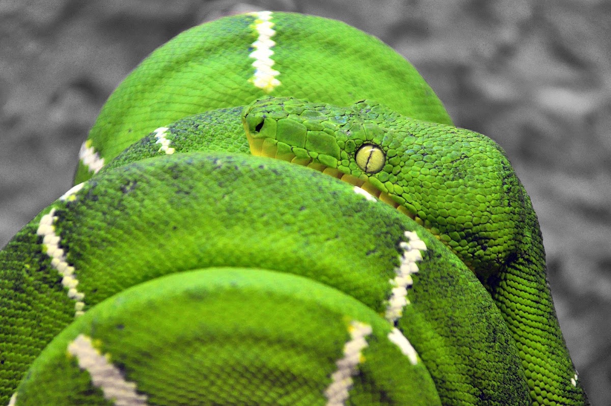 Emerald Tree Boa