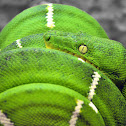 Emerald Tree Boa