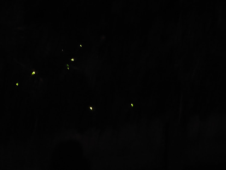 ハイゼットカーゴのホタルの季節・１人蛍狩りは寂しいに関するカスタム事例の投稿画像4枚目