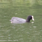 Coot