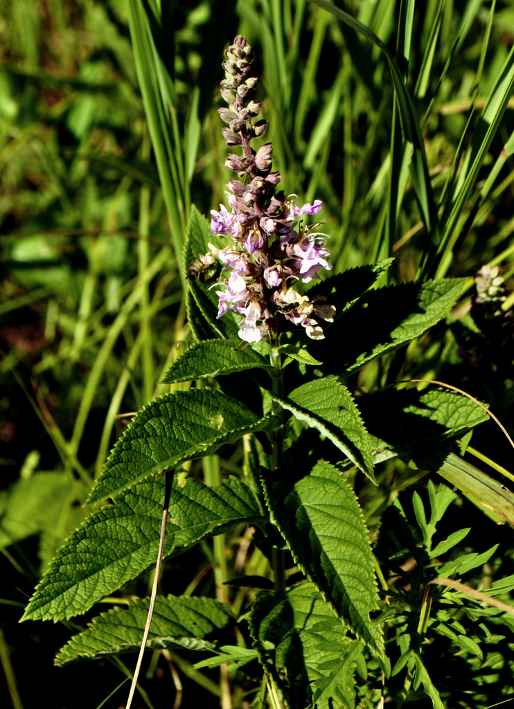 American Germander