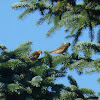 Pine Siskin