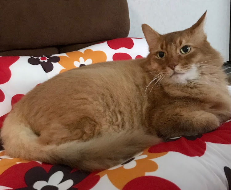 ラングラーのぽこちゃっちさんが投稿したカスタム事例の投稿画像3枚目