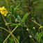 Lanceleaf Loosestrife