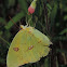 Cloudless Sulphur