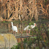 White Ibis