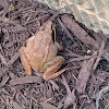 Wood Frog